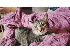 Adopt Willow a Gray, Blue or Silver Tabby American Shorthair / Mixed (medium