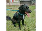 Adopt Bear a Black Border Collie / Mixed dog in Dahlonega, GA (39085700)