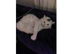 Adopt Indie a White (Mostly) Domestic Mediumhair / Mixed (medium coat) cat in