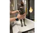 Adopt Evan* a Gray or Blue Domestic Shorthair / Domestic Shorthair / Mixed cat