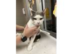 Adopt Sven* a Gray or Blue Domestic Shorthair / Domestic Shorthair / Mixed cat