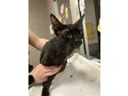 Adopt Nico* a All Black Domestic Shorthair / Domestic Shorthair / Mixed cat in