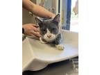 Adopt Roy* a Gray or Blue Domestic Shorthair / Domestic Shorthair / Mixed cat in