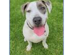 Adopt LUKA a White - with Gray or Silver American Staffordshire Terrier /