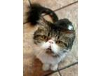 Adopt Sherlock a Brown or Chocolate Persian / Mixed cat in Santa Fe