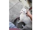 Adopt Zeus a White American Shorthair / Mixed (short coat) cat in San Antonio