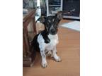 Adopt Bucky (ka) a Black - with White Corgi / German Shepherd Dog / Mixed dog in