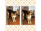 Adopt COBB a Black - with Tan, Yellow or Fawn German Shepherd Dog / Mixed dog in