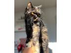 Adopt Sophie a Tortoiseshell Persian (long coat) cat in Newmarket, ON (39085578)