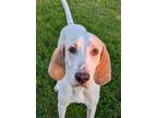 Adopt Jonah a White - with Tan, Yellow or Fawn Hound (Unknown Type) / Labrador