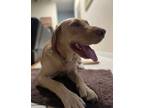 Adopt Sadie a Tan/Yellow/Fawn Labrador Retriever / Mixed dog in Daytona Beach