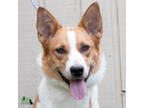 Adopt Magnolia Opal a Tan/Yellow/Fawn Border Collie / Mixed dog in Savannah