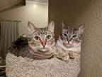 Adopt Alexis a Gray, Blue or Silver Tabby Tabby / Mixed (short coat) cat in San