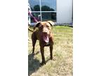 Adopt Garnet a Brown/Chocolate Labrador Retriever / Mixed dog in Oskaloosa