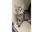 Adopt Jalapeno a Gray or Blue Domestic Shorthair / Domestic Shorthair / Mixed