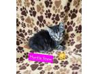 Adopt Myrtle Snow a Gray or Blue Domestic Shorthair / Domestic Shorthair / Mixed