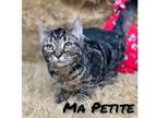 Adopt Ma Petite a Gray or Blue Domestic Shorthair / Domestic Shorthair / Mixed