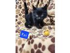 Adopt Kai a All Black Domestic Longhair / Domestic Shorthair / Mixed cat in