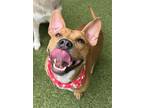 Adopt Frito a Tan/Yellow/Fawn American Pit Bull Terrier / Mixed dog in Wichita