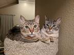 Adopt Samantha a Brown Tabby Tabby / Mixed (medium coat) cat in San Jose