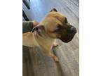 Adopt Chata a Tan/Yellow/Fawn Boxer / Mixed dog in Reno, NV (39085330)