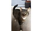 Adopt Gizmo a Tiger Striped Tabby / Mixed cat in North Andover, MA (39085365)