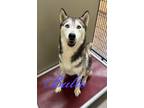 Adopt Balto 27963 a Black Husky dog in Joplin, MO (39085351)