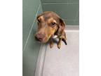 Adopt Paris 123253 a Brown/Chocolate Doberman Pinscher dog in Joplin