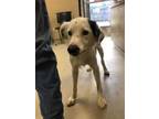 Adopt Springer 27848 a White Collie dog in Joplin, MO (39085343)