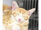 Adopt F17-23 a Orange or Red (Mostly) American Shorthair / Mixed (short coat)