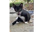 Adopt Butler & Smoky a Black & White or Tuxedo Tabby / Mixed (medium coat) cat