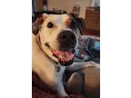 Adopt Charley a White Staffordshire Bull Terrier / Bullmastiff / Mixed dog in