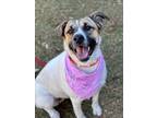 Adopt NINA a White - with Brown or Chocolate American Staffordshire Terrier /