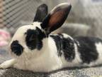 Adopt Denzel a Black Other/Unknown / Mixed (medium coat) rabbit in Edina