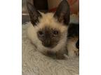 Adopt Gyoza a Tan or Fawn (Mostly) Siamese (short coat) cat in San Ramon