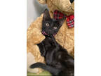 Adopt Elvis a All Black Domestic Shorthair / Domestic Shorthair / Mixed cat in