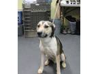 Adopt Roscoe a Gray/Blue/Silver/Salt & Pepper Husky / Mixed dog in Picayune