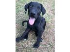 Adopt Twizzler a Black - with White Labrador Retriever / Rat Terrier / Mixed dog