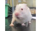 Adopt Dr. Chuckles a Hamster small animal in Lynchburg, VA (39085077)