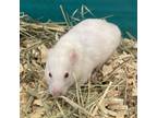 Adopt Hamela Hamderson a Hamster small animal in Lynchburg, VA (39085074)