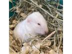 Adopt Foo Foo a Hamster small animal in Lynchburg, VA (39085072)