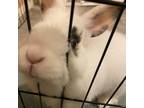 Adopt Daisy a Other/Unknown / Mixed rabbit in Lynchburg, VA (39085068)