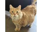 Adopt Henry a Orange or Red Domestic Mediumhair / Mixed cat in Lynchburg