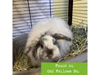 Adopt Cirrus a Lionhead / Mixed rabbit in Lynchburg, VA (39085066)