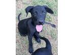 Adopt Buttercup a Black Labrador Retriever / Rat Terrier / Mixed dog in Gilbert