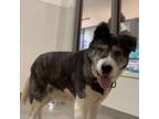 Adopt Mercy a Gray/Silver/Salt & Pepper - with Black Akita / Mixed dog in