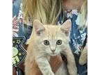 Adopt Ahoy a Tan or Fawn Tabby Domestic Shorthair / Mixed cat in Lynchburg