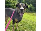 Adopt Nikki a Black Rottweiler / Hound (Unknown Type) / Mixed dog in Lynchburg