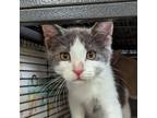 Adopt Santa Maria a Gray or Blue Domestic Shorthair / Mixed cat in Lynchburg