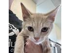 Adopt Coriander a Tan or Fawn Tabby Domestic Shorthair / Mixed cat in Lynchburg